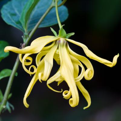 Image en-tête huile essentielle d'ylang ylang