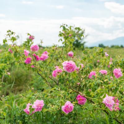 Rose de Damas