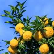 HUILE ESSENTIELLE DE YUZU<br><br>