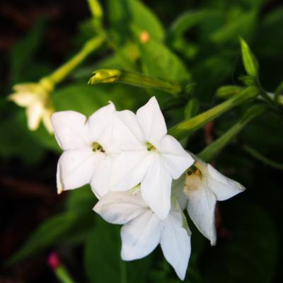 Jasmin Grandiflorum