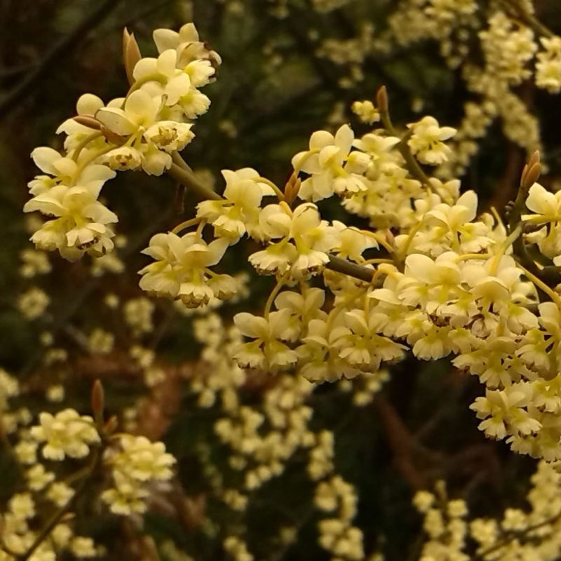 Verveine Exotique