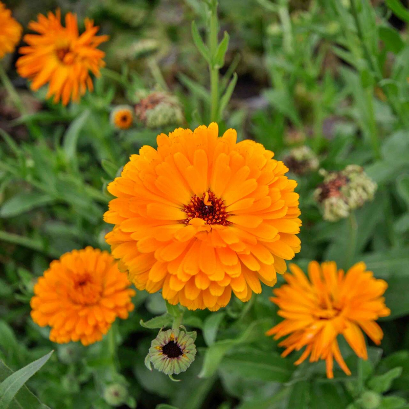 Image en-tête macérât huileux de Calendula