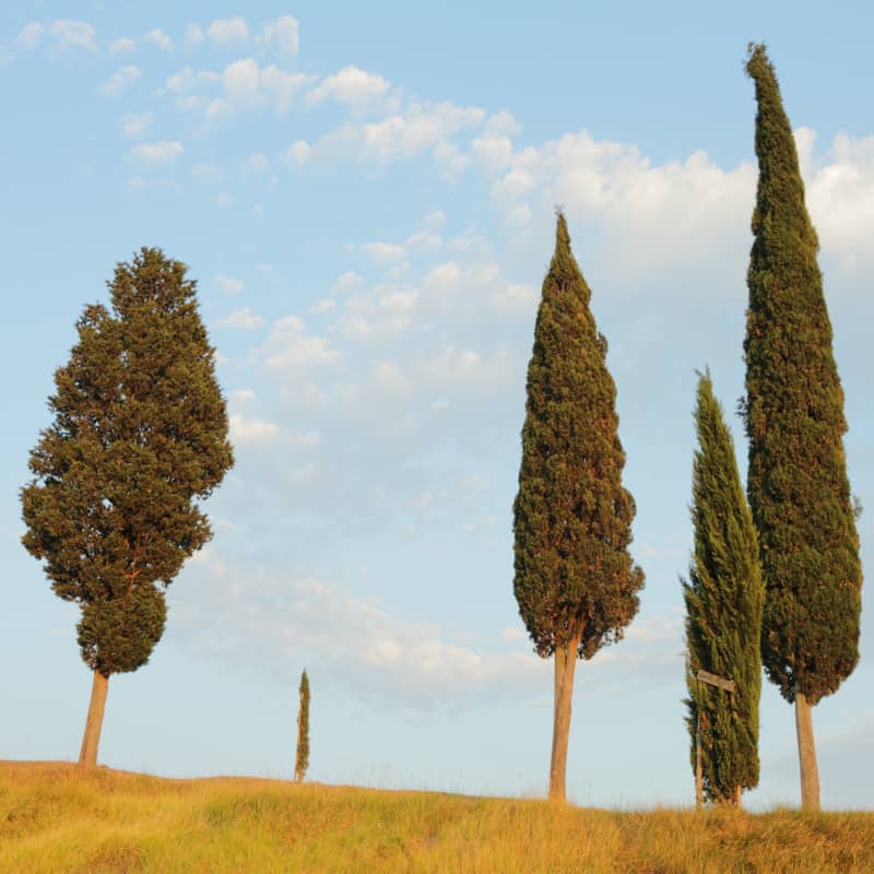 Image en-tête huile essentielle de 
Cyprès Toujours Vert