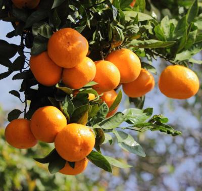 Image en-tête huile essentielle de mandarine rouge bio