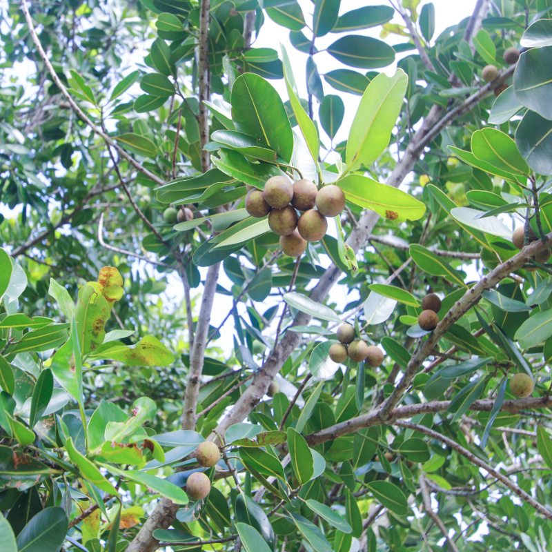 Image en-tête huile végétale de calophylle inophyle (Tamanu)