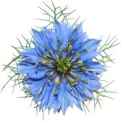 HUILE VÉGÉTALE DE NIGELLE<BR/><BR/>