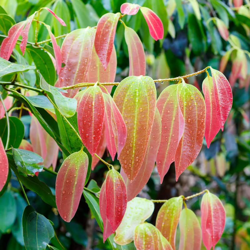 Image en-tête huile essentielle de Canelle Feuille bio