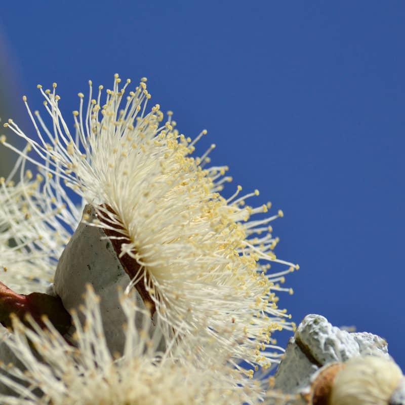 Image en-tête huile essentielle d'Eucalytus Citronné