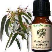 HUILE ESSENTIELLE D'EUCALYPTUS GLOBULUS BIO