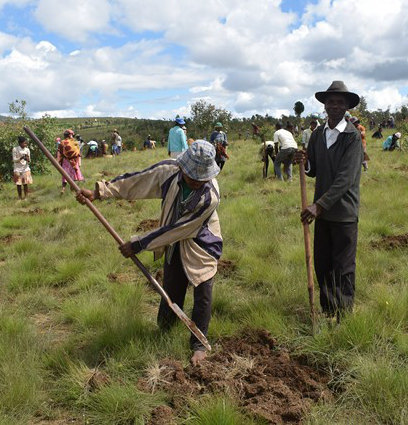 Opération de plantation de Niaouli